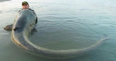 ikan lele sungai Mekong (