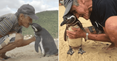persahabatan penguin dengan manusia