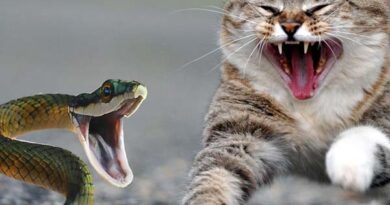 kucing vs ular