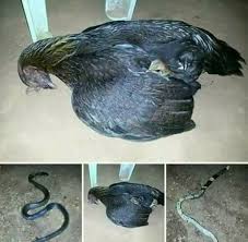 induk ayam mati saat melawan ular cobra