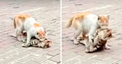 kucing berusaha sekuat tenaga untuk membawa tubuh temannya yang mati ke tempat aman