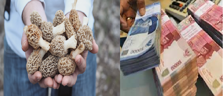 jamur paling mahal