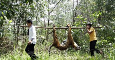ilustrasi manusia membunuh harimau sumatra