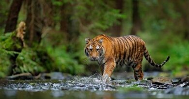 ilustrasi harimau sumatera/via:shutterstock