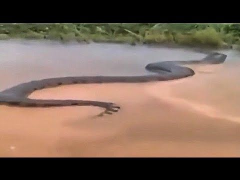 ular terbesar di hutan amazon