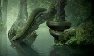 ular raksasa Kalimantan/IST