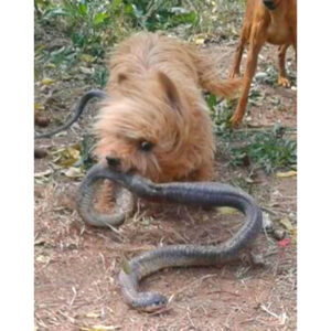 Anjing yang berbulu lebat ini rela Mengorbankan dirinya dari patukan Ular Cobra ganas demi Keselamatan Majikanya