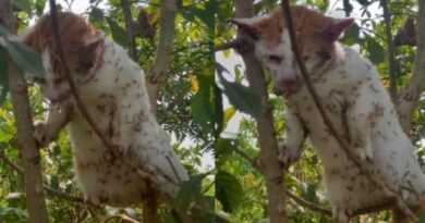 Kasihan, Kucing Oren Ini Diserang Ribuan Semut Merah Beracun Saat Ingin Hindari Kejaran Anjing Ganas