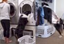 Cerdas, Anjing Ini Bantu Majikannya Mencuci Pakaian